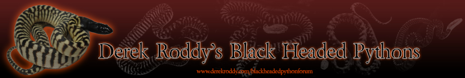 Derek Roddys Black Headed Pythons